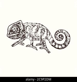 Chameleon Seitenansicht, handgezeichneter Doodle, Zeichnung im Tiefdruckstil, Skizzendarstellung, Design-Element Stockfoto