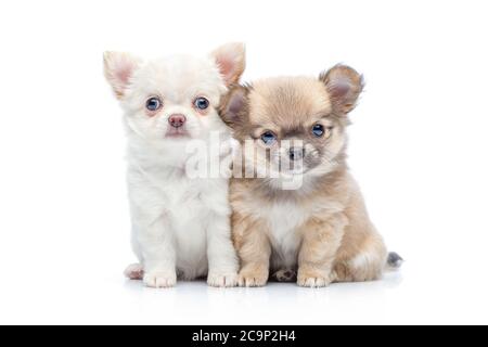 Zwei schöne chihuahua reinrassige Welpen Hunde isoliert auf weißen Sitz. studio erschossen. Stockfoto