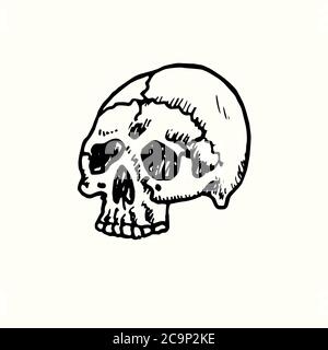 Menschlicher Schädel Vorderansicht, handgezeichneter Doodle, Zeichnung, Skizzendarstellung, Design-Element Stockfoto