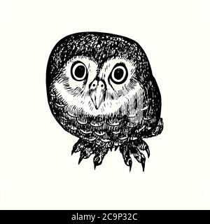 Kleine Eule (Athene noctua) Draufsicht, handgezeichneter Doodle, Zeichnung Skizze im Tiefdruckstil, Illustration Stockfoto
