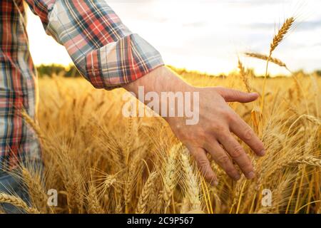 Gerste sprießt in der Hand eines Bauern.Landwirt zu Fuß durch Feld Überprüfung Gerste Ernte. Stockfoto