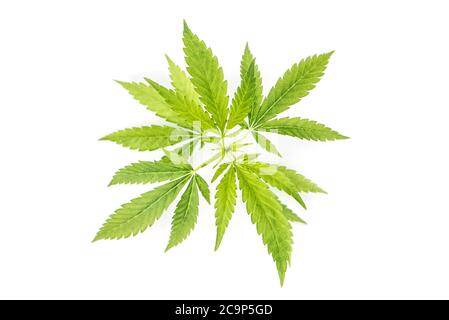 Hanfblätter auf weißem Hintergrund. Cannabis Marihuana Stockfoto