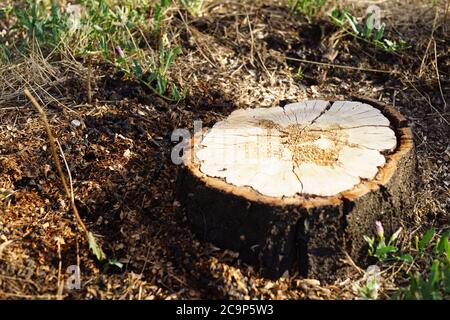 Frischer Baumstumpf zwischen Boden und Gras Stockfoto