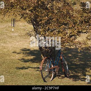 Altes und rostiges Fahrrad, das sich auf dem Rasen gegen einen Baum lehnt. Stockfoto