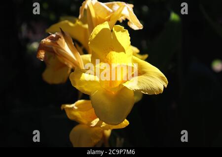 Helle Einsame Orange Gelbe Lilie Stockfoto