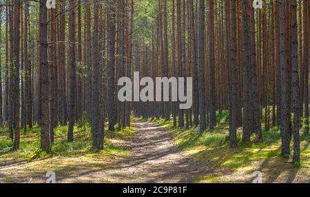 Lahemaa-Nationalpark, Estland. Der größte Park in Estland. Es war der erste Nationalpark der ehemaligen Sowjetunion. Stockfoto