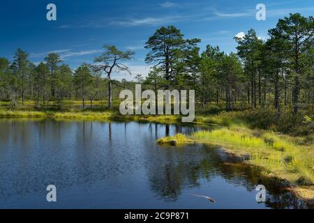 Lahemaa-Nationalpark, Estland. Der größte Park in Estland. Es war der erste Nationalpark der ehemaligen Sowjetunion. Stockfoto