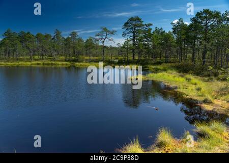 Lahemaa-Nationalpark, Estland. Der größte Park in Estland. Es war der erste Nationalpark der ehemaligen Sowjetunion. Stockfoto