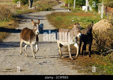 Esel bewegen sich in Chong Kemin, einem ländlichen Gebiet in Kirgisistan. Hund hilft, Tiere zu bewegen. Stockfoto