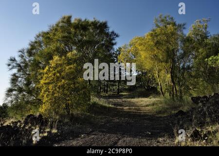 Schotterstraße kreuzt gelbe Blüte von Ginsterbäumen in Sizilien Natur am Abend, typische Flora des Ätna Park Stockfoto