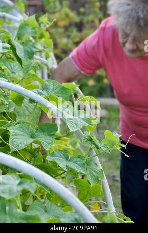 Ältere Frau kümmert sich um Gurken im Gewächshaus Stockfoto