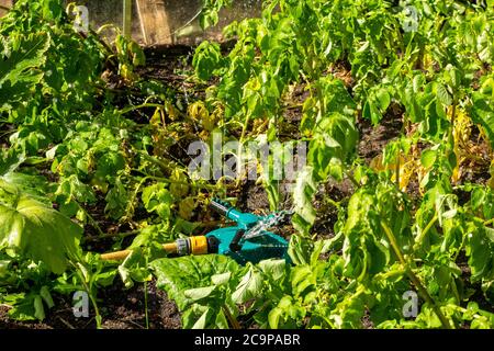 Ein Wasserregner bewässert einen Gemüsegarten Stockfoto