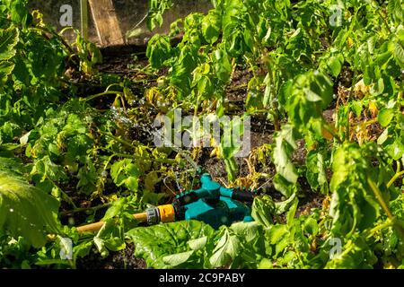 Ein Wasserregner bewässert einen Gemüsegarten Stockfoto