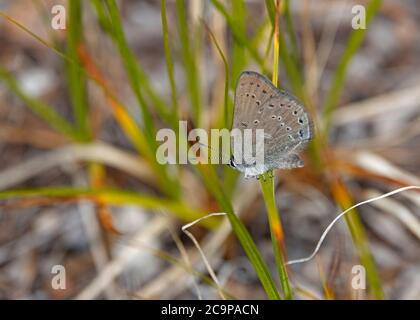 Detail eines Halbmond-Haarstreifes, Satyrium semiluna Schmetterling auf einer Penstemmon Wildblume in den Oregon Cascade Mountains. Stockfoto