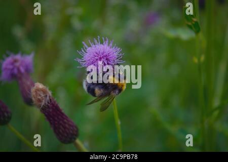 Hummel sammelt Nektar auf einer Blume. Hummel sammelt Nektar aus einer Blume. Stockfoto