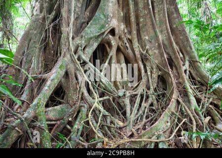 Kleinblättrige Feige (Ficus obliqua) - Wurzelknochendetail. Juli 2020. Cow Bay. Daintree National Park. Queensland. Australien. Stockfoto