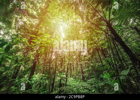 Dichte Vegetation in Basse Terre Tropenwald. Guadeloupe, Karibik Stockfoto