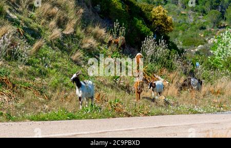 Ziegengruppe am Rande einer Landstraße in Sardinien, Italien Stockfoto