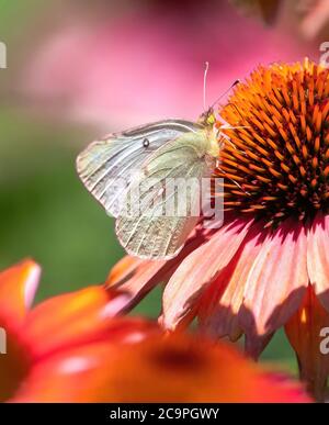 Eine Nahaufnahme eines Orangenschwefelfalter der Sorte White Phase, der Nektar auf einer pfirsichrosa Echinacea-Blume schlürft. Stockfoto