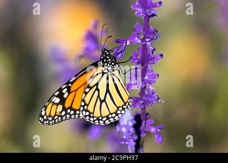 Ein seitliches Profilbild eines Monarch-Schmetterlings, der eine farbenfrohe Mealycup-Salbei-Pflanze in einem lavendelfarbenen Garten klettert. Stockfoto