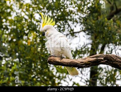 Ein Schwefelkustentaugter Cockatoo Stockfoto