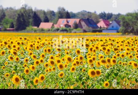 Michendorf, Deutschland. Juli 2020. Sonnenblumen (Helianthus annuus) wachsen auf einem Feld in der Nähe der letzten Häuser der Gemeinde im Landkreis Potsdam-Mittelmark. Die einjährige Pflanze wird als Ölpflanze angebaut und blüht vorzugsweise an sonnigen Stellen von Ende Juni bis Anfang Oktober. Quelle: Soeren Stache/dpa-Zentralbild/ZB/dpa/Alamy Live News Stockfoto