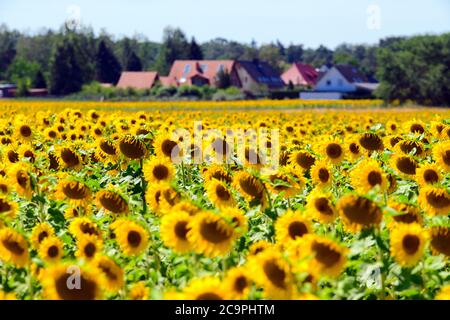 Michendorf, Deutschland. Juli 2020. Sonnenblumen (Helianthus annuus) wachsen auf einem Feld in der Nähe der letzten Häuser der Gemeinde im Landkreis Potsdam-Mittelmark. Die einjährige Pflanze wird als Ölpflanze angebaut und blüht vorzugsweise an sonnigen Stellen von Ende Juni bis Anfang Oktober. Quelle: Soeren Stache/dpa-Zentralbild/ZB/dpa/Alamy Live News Stockfoto