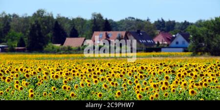 Michendorf, Deutschland. Juli 2020. Sonnenblumen (Helianthus annuus) wachsen auf einem Feld in der Nähe der letzten Häuser der Gemeinde im Landkreis Potsdam-Mittelmark. Die einjährige Pflanze wird als Ölpflanze angebaut und blüht vorzugsweise an sonnigen Stellen von Ende Juni bis Anfang Oktober. Quelle: Soeren Stache/dpa-Zentralbild/ZB/dpa/Alamy Live News Stockfoto