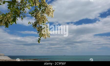 Blühender Akazienzweig mit weißen Blüten und grünen Blättern auf blauem Himmel Hintergrund mit weißen Wolken über ruhiger Meerwasseroberfläche. Ruhige Meereskappe Stockfoto