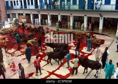 Lahore, Pakistan. August 2020. Pakistanische muslimische Anhänger schlachten Kühe nach Angebot Eid al-Adha das Festival of Sacrifice (Qurbani) Gebet in der Jamia Naeemia Moschee mit SOP's in Lahore. Staatlich verhängte landesweite Sperrung als Präventivmaßnahme gegen das COVID-19-Coronavirus' in Lahore feiern Muslime auf der ganzen Welt das jährliche Fest von Eid al-Adha oder das Opferfest, Das markiert das Ende der Hadsch-Wallfahrt nach Mekka und in Erinnerung an die Bereitschaft des Propheten Abraham, seinen Sohn zu opfern, um Gehorsam gegenüber Gott zu zeigen. Stockfoto