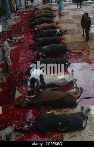 Lahore, Pakistan. August 2020. Pakistanische muslimische Anhänger schlachten Kühe nach Angebot Eid al-Adha das Festival of Sacrifice (Qurbani) Gebet in der Jamia Naeemia Moschee mit SOP's in Lahore. Staatlich verhängte landesweite Sperrung als Präventivmaßnahme gegen das COVID-19-Coronavirus' in Lahore feiern Muslime auf der ganzen Welt das jährliche Fest von Eid al-Adha oder das Opferfest, Das markiert das Ende der Hadsch-Wallfahrt nach Mekka und in Erinnerung an die Bereitschaft des Propheten Abraham, seinen Sohn zu opfern, um Gehorsam gegenüber Gott zu zeigen. Stockfoto