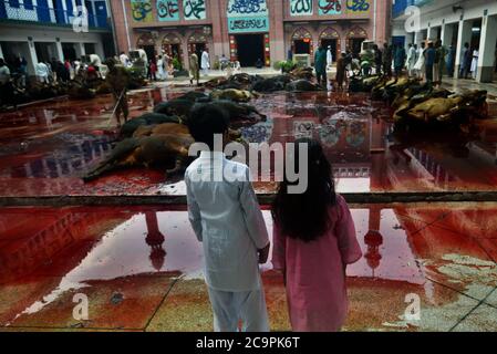 Lahore, Pakistan. August 2020. Pakistanische muslimische Anhänger schlachten Kühe nach Angebot Eid al-Adha das Festival of Sacrifice (Qurbani) Gebet in der Jamia Naeemia Moschee mit SOP's in Lahore. Staatlich verhängte landesweite Sperrung als Präventivmaßnahme gegen das COVID-19-Coronavirus' in Lahore feiern Muslime auf der ganzen Welt das jährliche Fest von Eid al-Adha oder das Opferfest, Das markiert das Ende der Hadsch-Wallfahrt nach Mekka und in Erinnerung an die Bereitschaft des Propheten Abraham, seinen Sohn zu opfern, um Gehorsam gegenüber Gott zu zeigen. Stockfoto