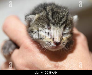 Fernwald, Deutschland. Juli 2020. Ein Savannah Katzenbaby liegt in der Hand der Züchterin Sabine Haus. Zusammen mit ihrem Mann züchtet sie seit acht Jahren Savannah-Katzen. Sie ziehen durch ihre schlanke Form und charakteristische Färbung Aufmerksamkeit auf sich. Sie sind eine Kreuzung zwischen einer afrikanischen Wildkatze und einer Hauskatze. Berühmt wurden die Katzen durch Popstar Bieber, der Savannah-Katzen kaufte und ihr eigenes Instagram-Konto aufstellte. Kredit: Arne Dedert/dpa/Alamy Live Nachrichten Stockfoto