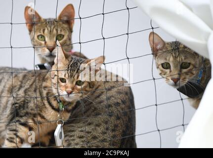 Fernwald, Deutschland. Juli 2020. Savannah Katzen spielen im Gehege der Züchter Sabine Haus und Angelo Kamm. Das Paar züchtet seit acht Jahren Savannah-Katzen. Sie ziehen durch ihren schlanken Körper und ihre charakteristische Färbung Aufmerksamkeit auf sich. Sie sind das Ergebnis einer Kreuzung zwischen einer afrikanischen Wildkatze und einer Hauskatze. Berühmt wurden die Katzen durch Popstar Bieber, der Savannah-Katzen kaufte und ein eigenes Instagram-Konto aufstellte. Kredit: Arne Dedert/dpa/Alamy Live Nachrichten Stockfoto