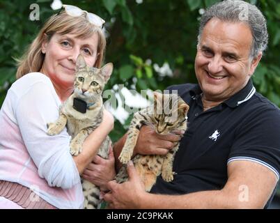 Fernwald, Deutschland. Juli 2020. Sabine Haus und Angelo Kamm, Züchter von Savannah Katzen, halten die beiden Katzen 'Dafna' (l) und 'Dafina' im Garten ihres Hauses. Das Paar züchtet seit acht Jahren Savannah-Katzen, die durch ihre schlanke Form und charakteristische Färbung auf sich aufmerksam machen. Sie stammen aus einer Kreuzung zwischen einer afrikanischen Wildkatze und einer Hauskatze. Kredit: Arne Dedert/dpa/Alamy Live Nachrichten Stockfoto