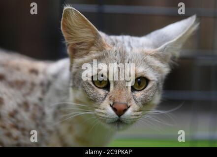 Fernwald, Deutschland. Juli 2020. Savannah F1 Katze 'Nala' von der Züchterin Sabine Haus und Angelo Kamm schaut sich um das Gehege. Das Paar züchtet seit acht Jahren Savannah-Katzen. Sie ziehen durch ihre schlanke Form und charakteristische Färbung Aufmerksamkeit auf sich. Sie sind das Ergebnis einer Kreuzung zwischen einer afrikanischen Wildkatze und einer Hauskatze. Berühmt wurden die Katzen durch Popstar Bieber, der Savannah-Katzen kaufte und ein eigenes Instagram-Konto aufstellte. Kredit: Arne Dedert/dpa/Alamy Live Nachrichten Stockfoto