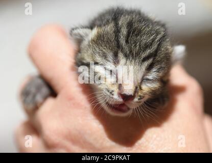 Fernwald, Deutschland. Juli 2020. Ein Savannah Katzenbaby liegt in der Hand der Züchterin Sabine Haus. Zusammen mit ihrem Mann züchtet sie seit acht Jahren Savannah-Katzen. Sie ziehen durch ihre schlanke Form und charakteristische Färbung Aufmerksamkeit auf sich. Sie sind eine Kreuzung zwischen einer afrikanischen Wildkatze und einer Hauskatze. Kredit: Arne Dedert/dpa/Alamy Live Nachrichten Stockfoto