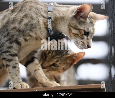 Fernwald, Deutschland. Juli 2020. Savannah Katzen spielen im Gehege der Züchter Sabine Haus und Angelo Kamm. Das Paar züchtet seit acht Jahren Savannah-Katzen. Sie ziehen durch ihren schlanken Körper und ihre charakteristische Färbung Aufmerksamkeit auf sich. Sie sind das Ergebnis einer Kreuzung zwischen einer afrikanischen Wildkatze und einer Hauskatze. Berühmt wurden die Katzen durch Popstar Bieber, der Savannah-Katzen kaufte und ein eigenes Instagram-Konto aufstellte. Kredit: Arne Dedert/dpa/Alamy Live Nachrichten Stockfoto