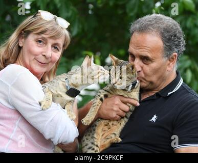 Fernwald, Deutschland. Juli 2020. Sabine Haus und Angelo Kamm, Züchter von Savannah Katzen, halten die beiden Katzen 'Dafna' (l) und 'Dafina' im Garten ihres Hauses. Das Paar züchtet seit acht Jahren Savannah-Katzen, die durch ihre schlanke Form und charakteristische Färbung auf sich aufmerksam machen. Sie stammen aus einer Kreuzung zwischen einer afrikanischen Wildkatze und einer Hauskatze. Kredit: Arne Dedert/dpa/Alamy Live Nachrichten Stockfoto