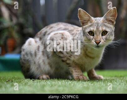 Fernwald, Deutschland. Juli 2020. Savannah F1 Katze 'Nala' von der Züchterin Sabine Haus und Angelo Kamm schaut sich um das Gehege. Das Paar züchtet seit acht Jahren Savannah-Katzen. Sie ziehen durch ihre schlanke Form und charakteristische Färbung Aufmerksamkeit auf sich. Sie sind das Ergebnis einer Kreuzung zwischen einer afrikanischen Wildkatze und einer Hauskatze. Berühmt wurden die Katzen durch Popstar Bieber, der Savannah-Katzen kaufte und ein eigenes Instagram-Konto aufstellte. Kredit: Arne Dedert/dpa/Alamy Live Nachrichten Stockfoto