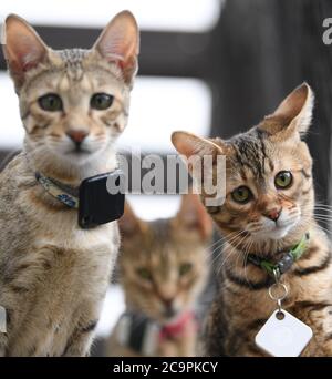 Fernwald, Deutschland. Juli 2020. Savannah Katzen spielen im Gehege der Züchter Sabine Haus und Angelo Kamm. Das Paar züchtet seit acht Jahren Savannah-Katzen. Sie ziehen durch ihren schlanken Körper und ihre charakteristische Färbung Aufmerksamkeit auf sich. Sie sind das Ergebnis einer Kreuzung zwischen einer afrikanischen Wildkatze und einer Hauskatze. Berühmt wurden die Katzen durch Popstar Bieber, der Savannah-Katzen kaufte und ein eigenes Instagram-Konto aufstellte. Kredit: Arne Dedert/dpa/Alamy Live Nachrichten Stockfoto