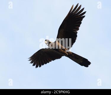 Weibchen Gelbschwanziger Schwarzer Cockatoo (Calyptorhynchus funereus) im Flug in Australien Stockfoto