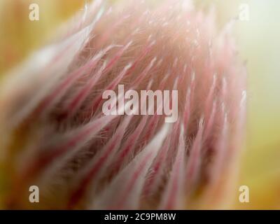 Blume Makro der flauschigen, rosafarbenen Blüten im Inneren einer Blütenblume, Serruria Florida Stockfoto