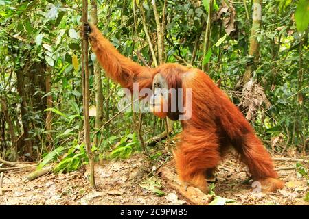 Männliche Sumatra Orang-Utans (Pongo abelii) auf dem Boden im Gunung Leuser Nationalpark, Sumatra, Indonesien. Sumatra Orang-Utans ist endemisch auf der Stockfoto