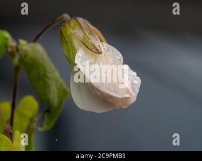 Blumen. Blasse Creme mit einem Hauch von rosa oder orangefarbenen Blüten der chinesischen Laternen-Pflanze, von Regen nasse Blütenblätter, auf einem unscharfen blaugrauen Hintergrund Stockfoto