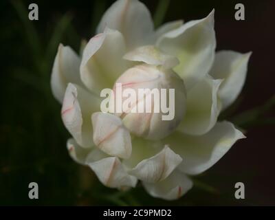 Blume, Protea Blushing Bride Bloom, Serruria florida, mit seinen weichen, cremeweißen Deckblättern, die sich gerade öffnen, beleuchtet auf dunklem Hintergrund Stockfoto