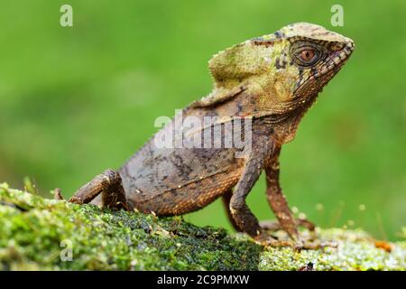 Glattes gerahmtes Iguana (Corytophanes cristatus), das auf einem Log sitzt, Costa Rica Stockfoto