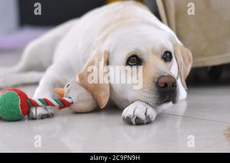 Portrait von weißen Labrador Retriever Hund legen, ruhen und posieren für Foto-Shooting auf Holzboden genießt bei warmem Sonnenlicht. Stockfoto