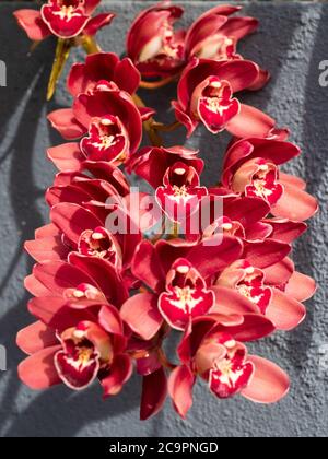 Massenblüte von dunkelmagentaroten Cymbidium Orchideenblüten in voller Blüte, Orchideen in Blüte Stockfoto