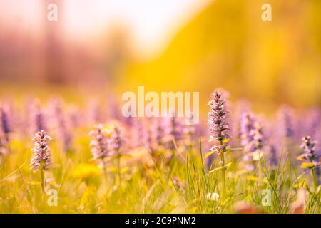Schönes Blumenfeld am Morgen. Blühende lila Wiesenblumen im Frühling, verschwommenes Naturwiesenfeld, grünes Gras im Waldboden. Stockfoto